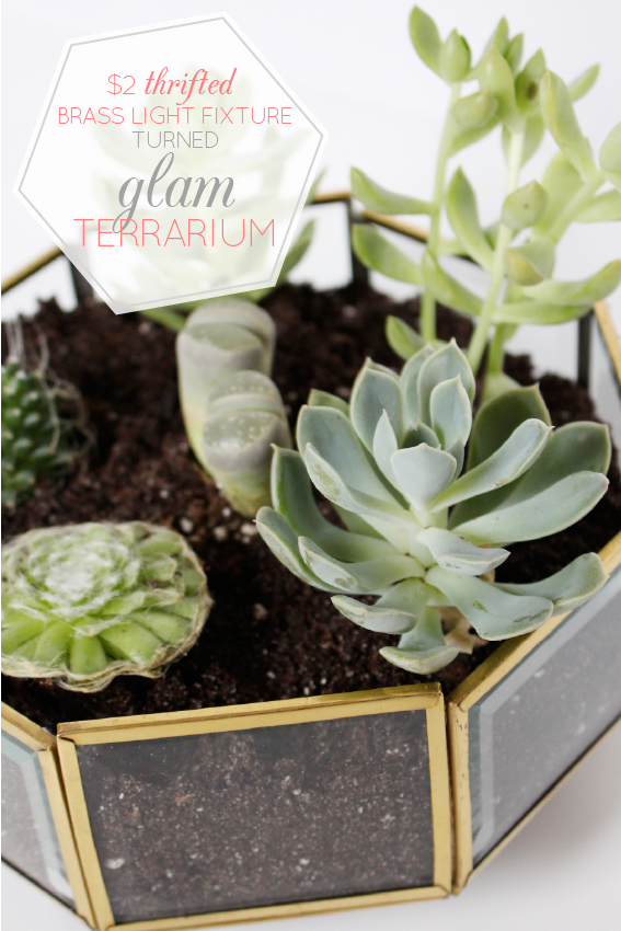 Succulent-Terrarium-Brass-Light-Fixture-Title
