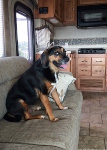 Bailey in RV