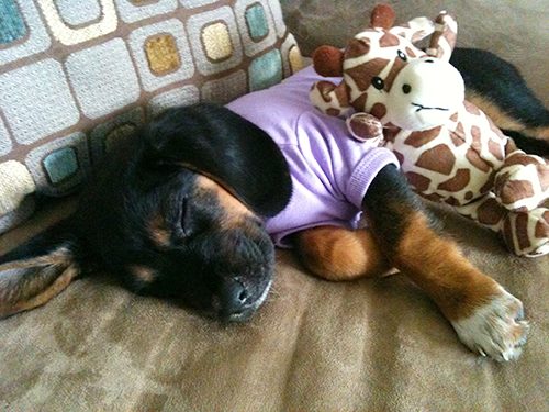 bailey-puppy