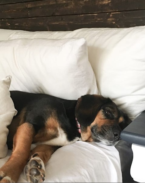 lazy-bailey-sleeping-in-mountainmodenrlife.com
