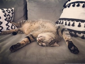 Apparently our cats would rather sleep than catch mice