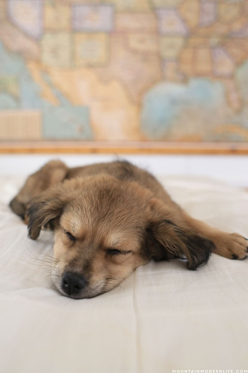 Meet McNally, our rescue puppy!