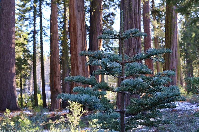 Come see why we've decided to make Christmas tree hunting in the National Forest our new holiday tradition! MountainModernLife.com