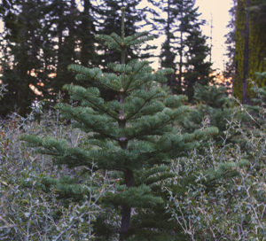 Christmas tree hunting in the forest