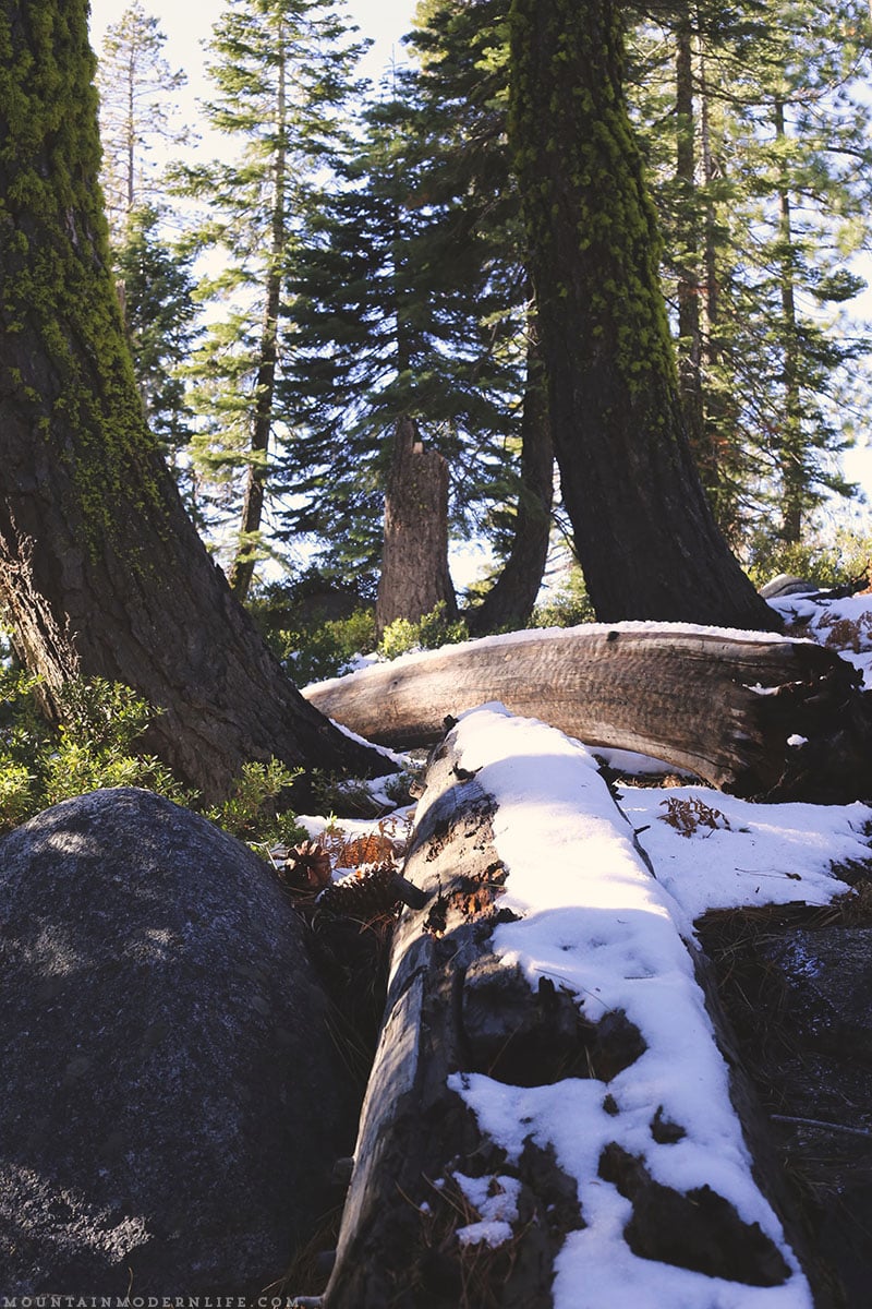 Come see why we've decided to make Christmas tree hunting in the National Forest our new holiday tradition! MountainModernLife.com