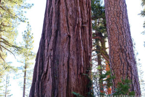 Come see why we've decided to make Christmas Tree hunting in the National Forest our new holiday tradition! MountainModernLife.com
