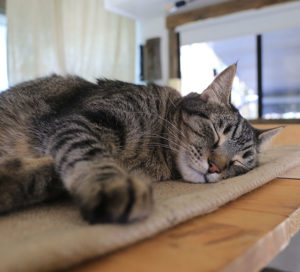Looking for ways to add warmth and texture to your home or RV? See how easy it is to make burlap roller shades! MountainModernLife.com