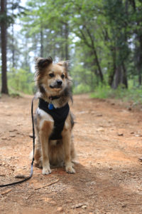RV Pet Checklist | MountainModernLife.com