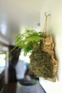 asparagus fern on cork bark flat