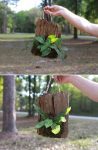 hanging wood planters on driftwood living wall art