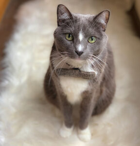 Duckie cat wearing bow tie