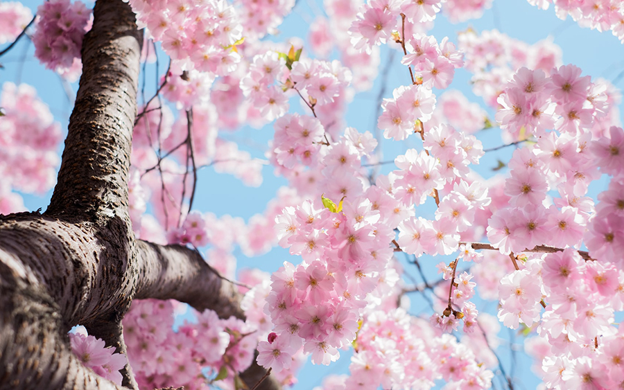 cherry blossoms