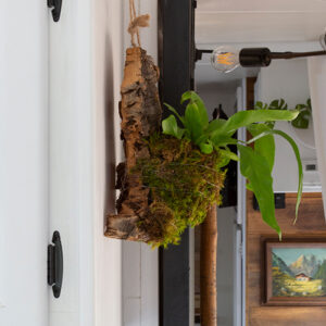 diy cork bark flat planter