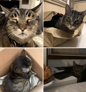 Kobe cat