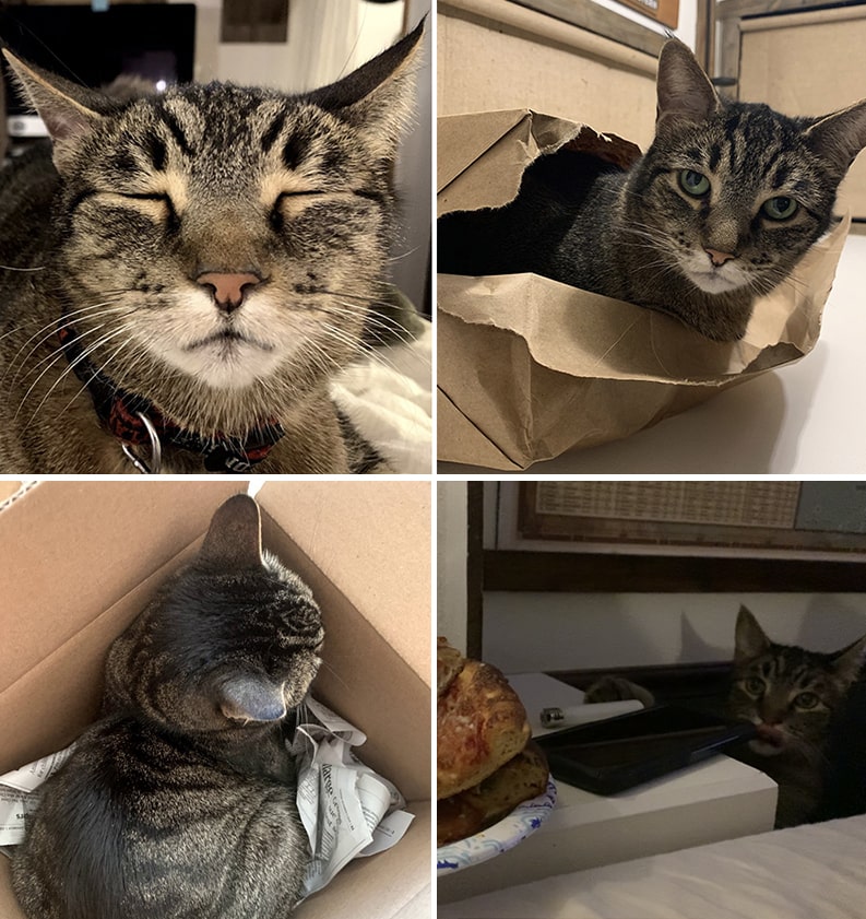 Kobe cat
