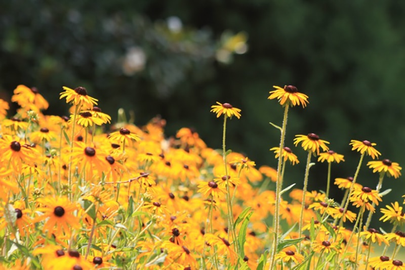 yellow flowers