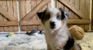 mini australian shepherd puppy