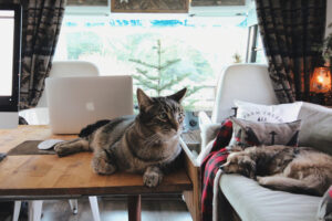 cat on desk in RV