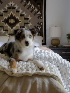 mini australian shepherd on cozy bedding